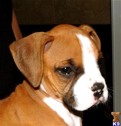 AKC registered boxer puppy champion blood lines